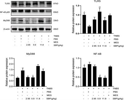 Shenling Baizhu Powder Alleviates TNBS-Induced Colitis in Rats by Improving Intestinal Epithelial Permeability and Inhibiting Inflammation Through the TLR5/MyD88/NF-κB Pathway